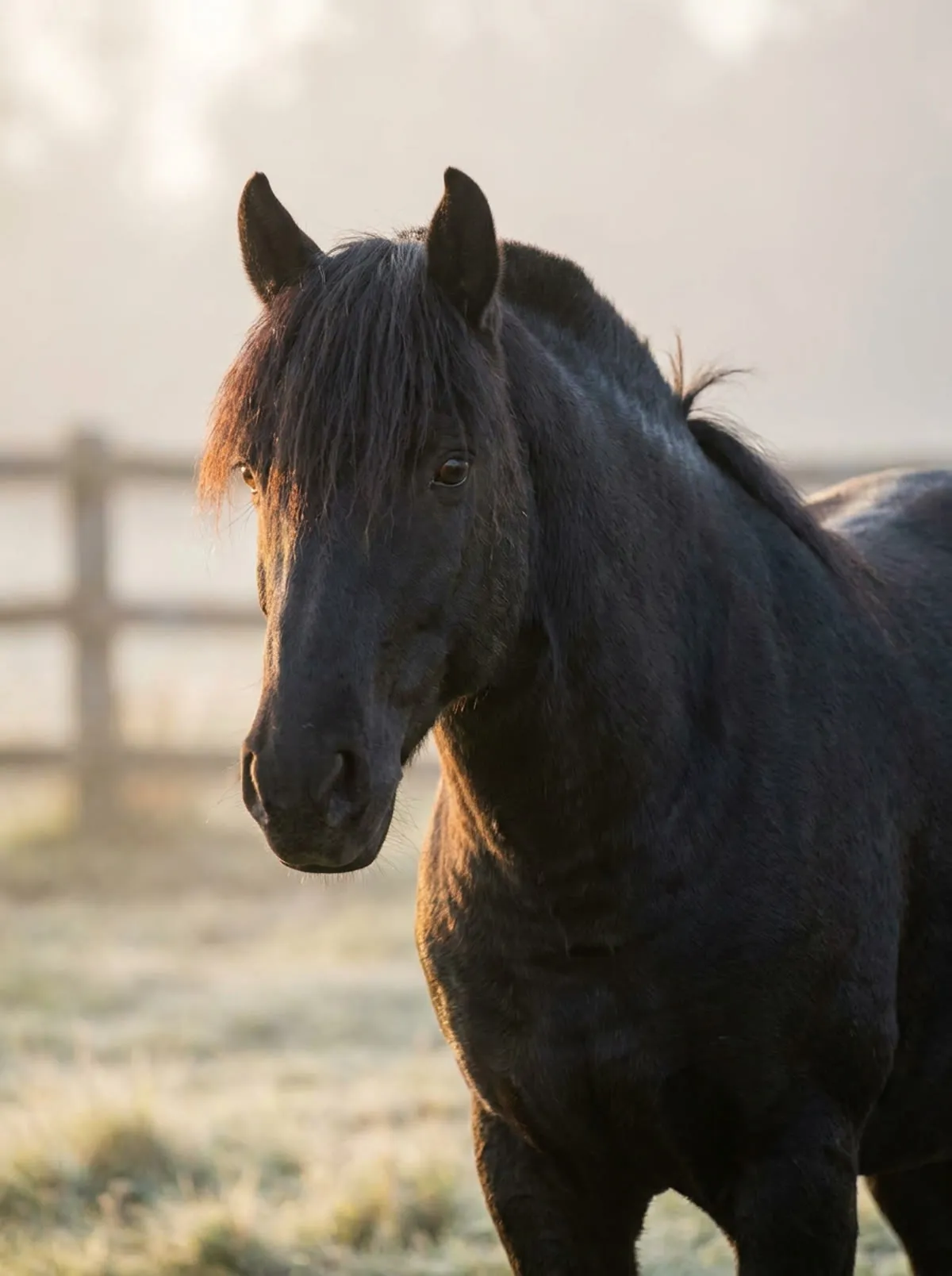 Caballo de Raza Chilena con tusa tradicional, en la niebla del amanecer