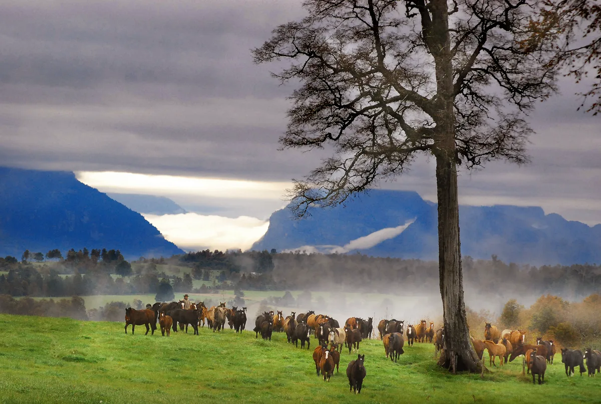 Arreo de la manada entre la niebla, camino a la cordillera