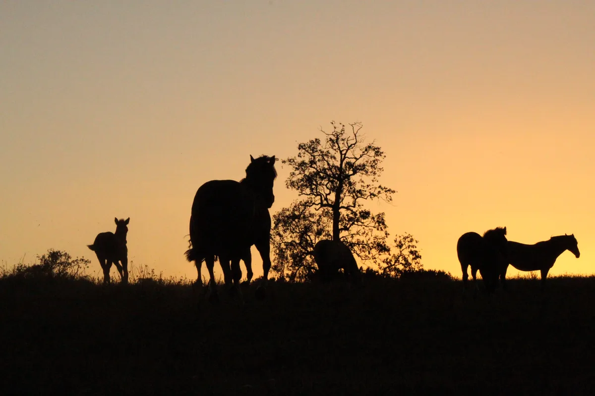 Caballos y potrillo al atardecer, silueta de la cordillera