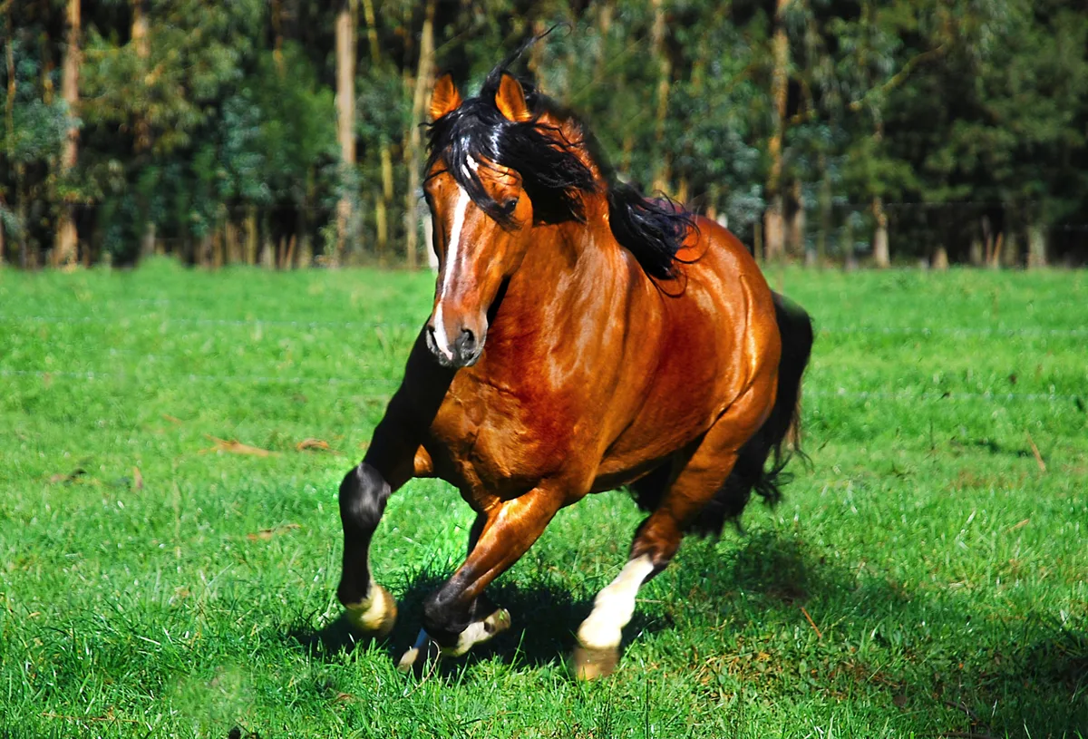 Corralero chileno al galope en el potrero